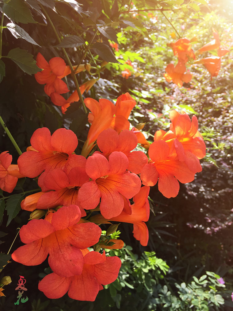 夏花代刷网（夏白代刷网站）