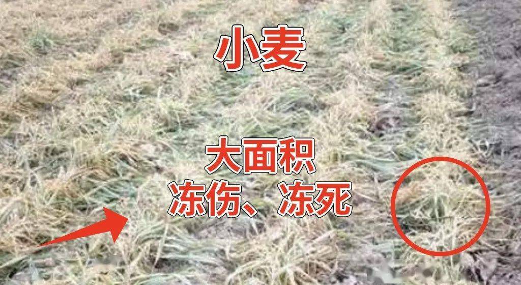 小麦代刷网（小麦平台）