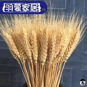 麦子代刷（麦子帮小程序）