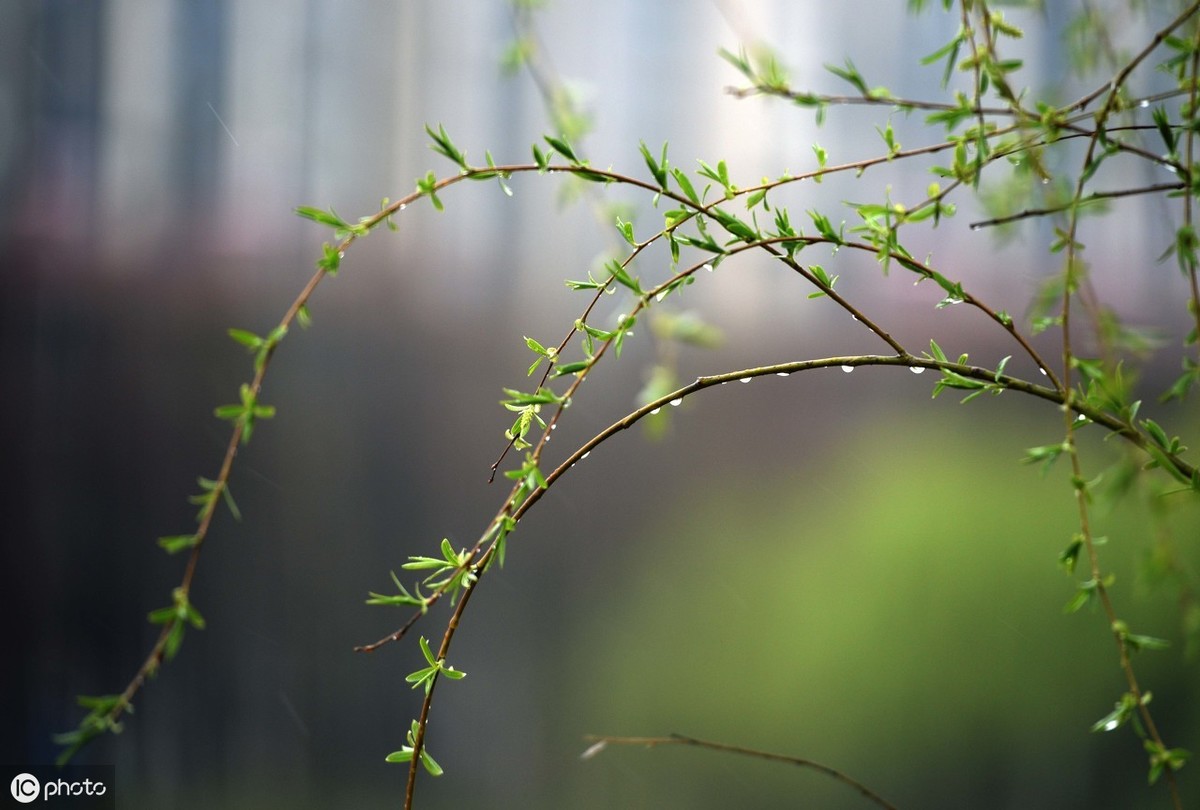 情雨代刷（情雨哥的真名叫什么）