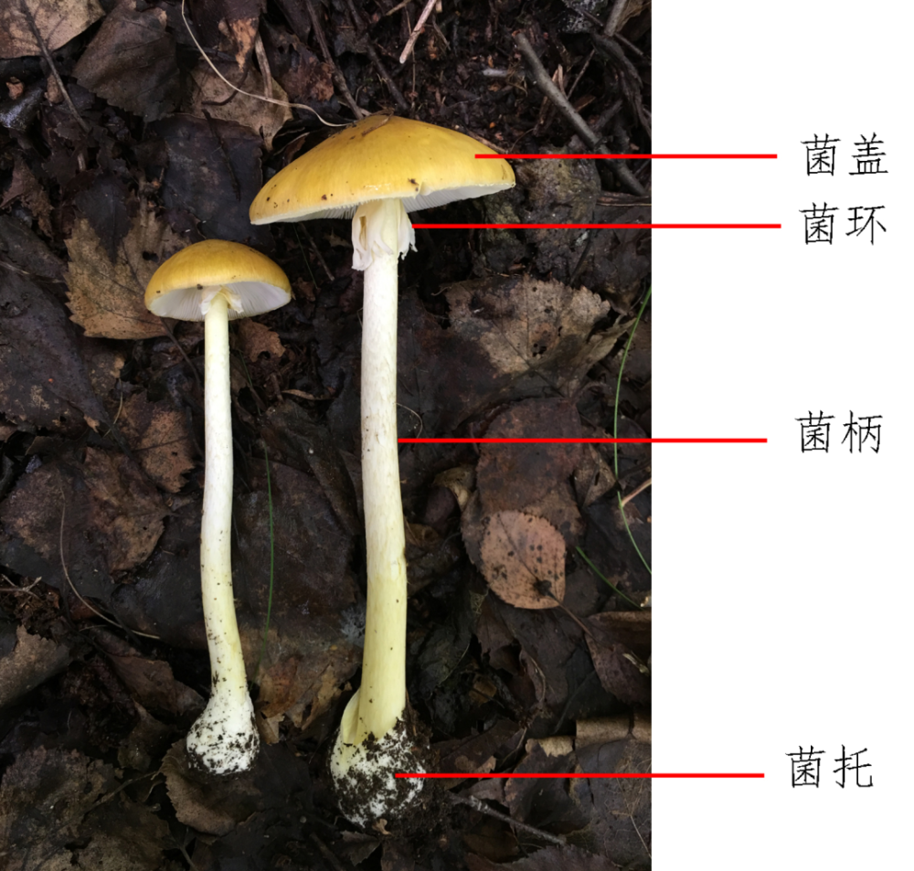 蘑菇业务网—QQ业务网_蘑菇业务网  2021排行榜第一平台