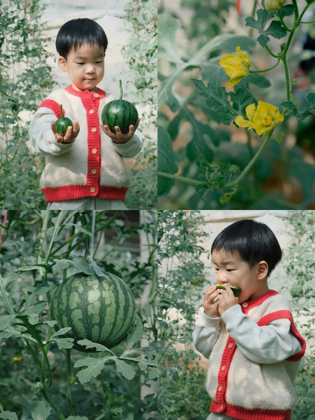 西瓜代刷平台_刷西瓜视频能赚钱吗